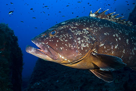 Dusky_Grouper_LPI-2008-09-18-080154-188