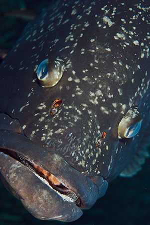 Dusky_Grouper_LPI-2008-09-19-095912-369