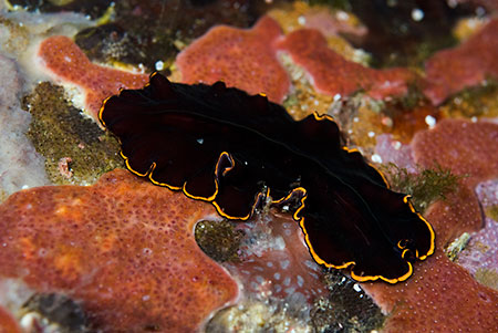 Flatworm_LPI-2008-09-18-150013-273