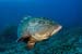 Dusky_Grouper_LPI-2008-09-15-150140-072