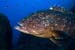 Dusky_Grouper_LPI-2008-09-18-080154-188