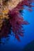 Gorgonian coral_LPI-2008-09-16-101741-093