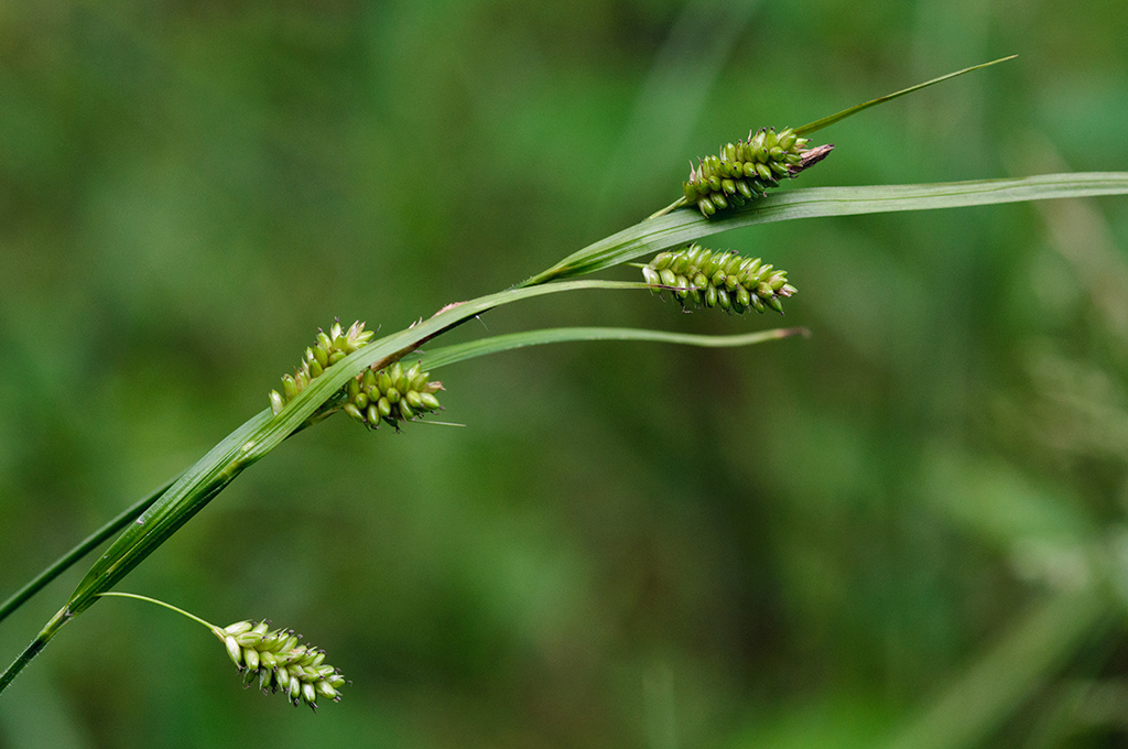 30Carex_pallescens_LP0538_26_Leith_Hill