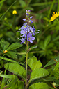 Veronica_officinalis_LP0538_16_Leith_Hill