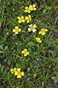 Potentilla_erecta_LP0538_11_Leith_Hill