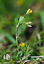 31Trifolium_micranthum_LP0538_32_Leith_Hill