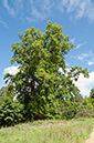 Liriodendron_tulipifera_LP0538_09_Leith_Hill