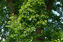 Liriodendron_tulipifera_LP0538_07_Leith_Hill