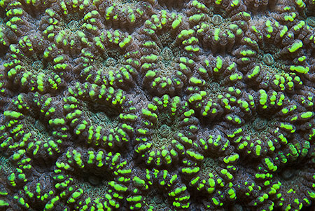Stony_coral_L2167_23_South_Male