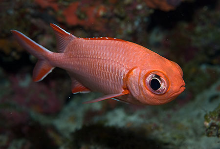 White-tipped_soldierfish_L2164_04_South_Male