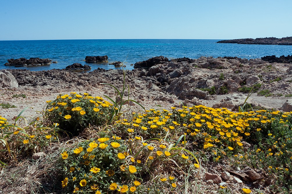 Asteriscus_maritimus_LP10M_46_Mallorca