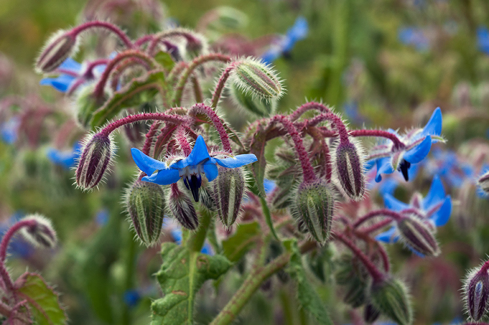 Borago_officinalis_LP14M_13_Mallorca