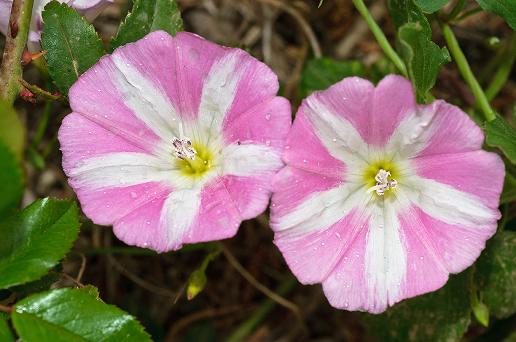 Convolvulus_arvensis_LP14M_17_Mallorca