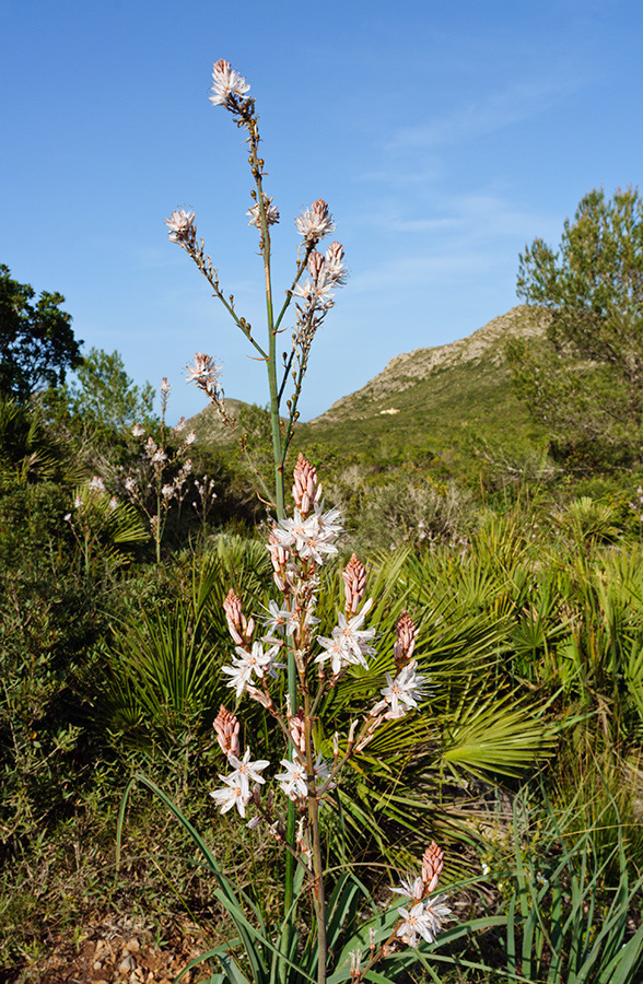 Asphodelus_aestivus_LP08M_80_Mallorca