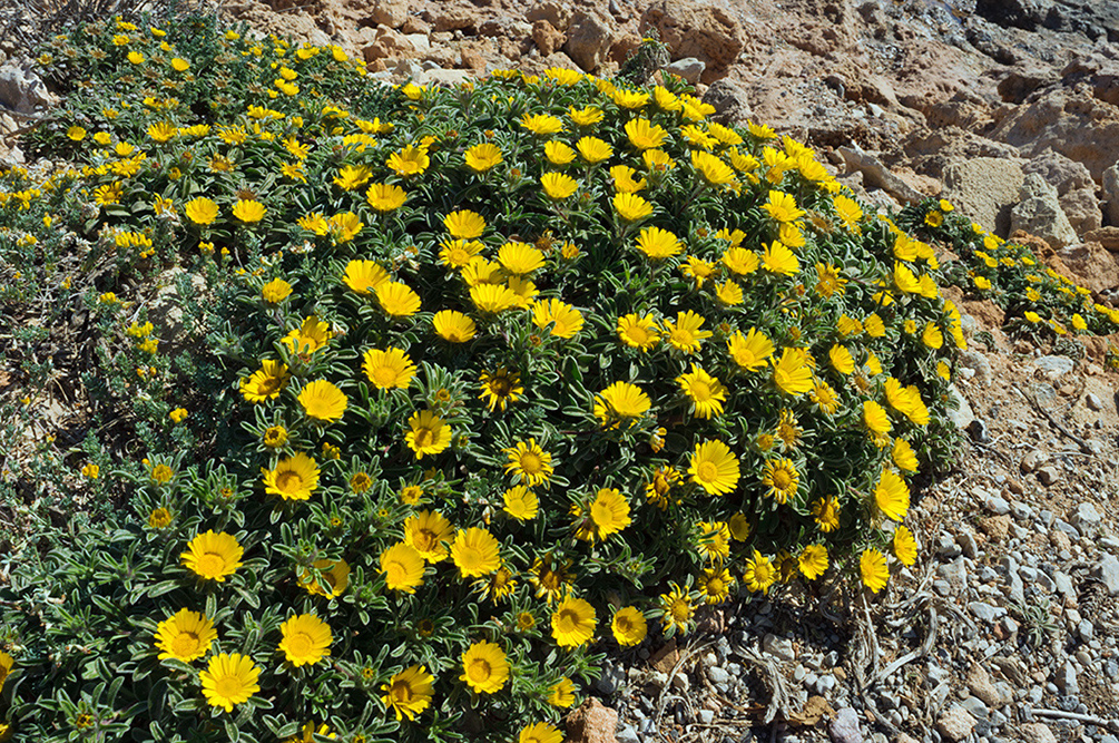 Asteriscus_maritimus_LP10M_66_Mallorca