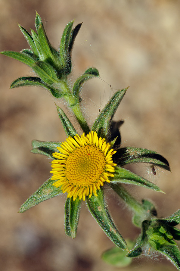 Asteriscus_aquaticus_LP09M_41_Mallorca