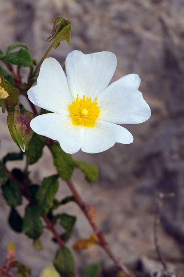 Cistus_salviifolius_LP08M_61_Mallorca