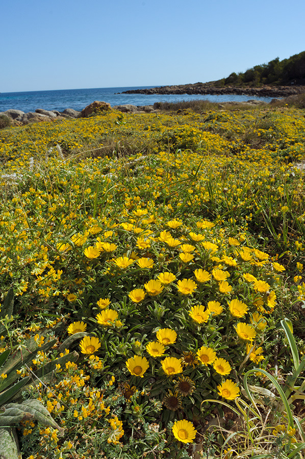 Asteriscus_maritimus_LP10M_29_Mallorca