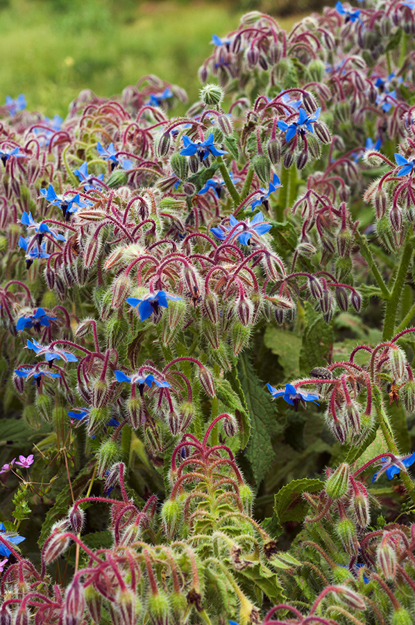 Borago_officinalis_LP14M_08_Mallorca