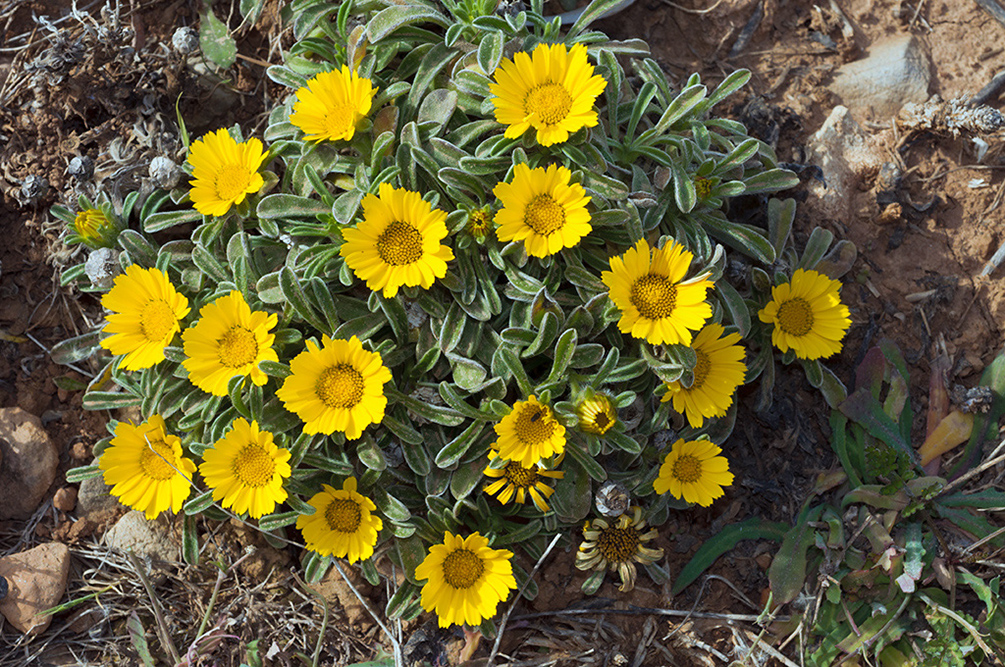 Asteriscus_maritimus_LP11M_06_Mallorca