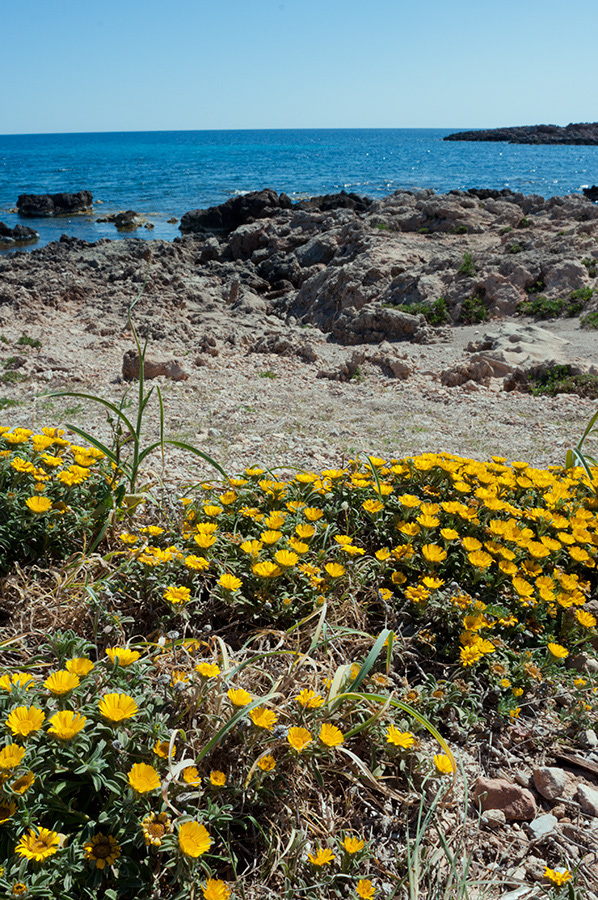 Asteriscus_maritimus_LP10M_47_Mallorca