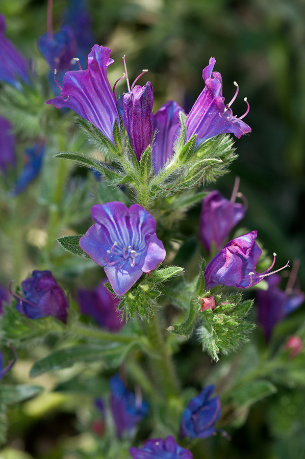 Echium_plantagineum_LP09M_43_Mallorca