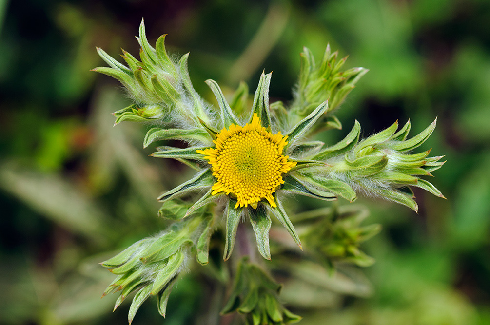 Asteriscus_aquaticus_LP08M_41_Mallorca