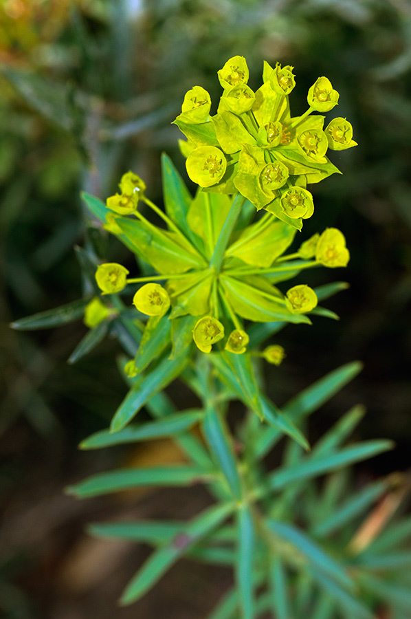 Euphorbia_LP08M_68_Mallorca