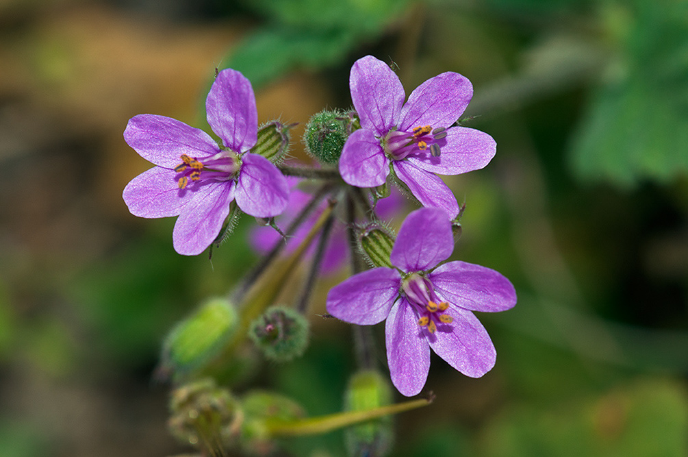 Erodium_cicutarium_LP12M_01_Mallorca