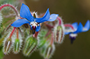 Borago_officinalis_LP08M_22_Mallorca