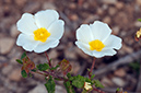 Cistus_salviifolius_LP08M_66_Mallorca