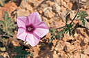 Convolvulus_althaeoides_LP09M_27_Mallorca