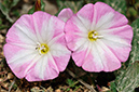 Convolvulus_arvensis_LP13M_34_Mallorca