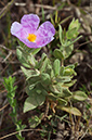 Cistus_albidus_LP08M_58_Mallorca