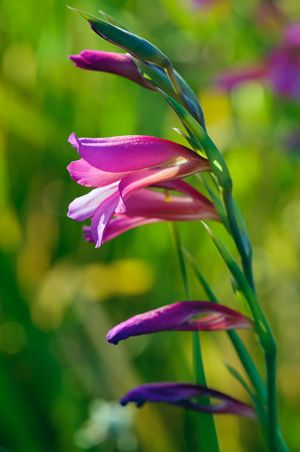 Gladiolus_italicus_LP09M_76_Mallorca