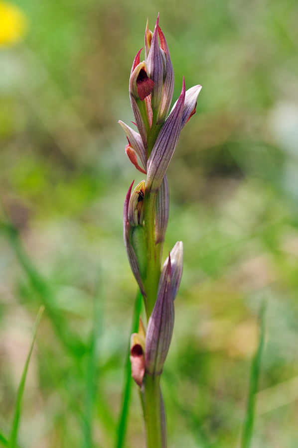 Serapias_parviflora_LP08M_53_Mallorca