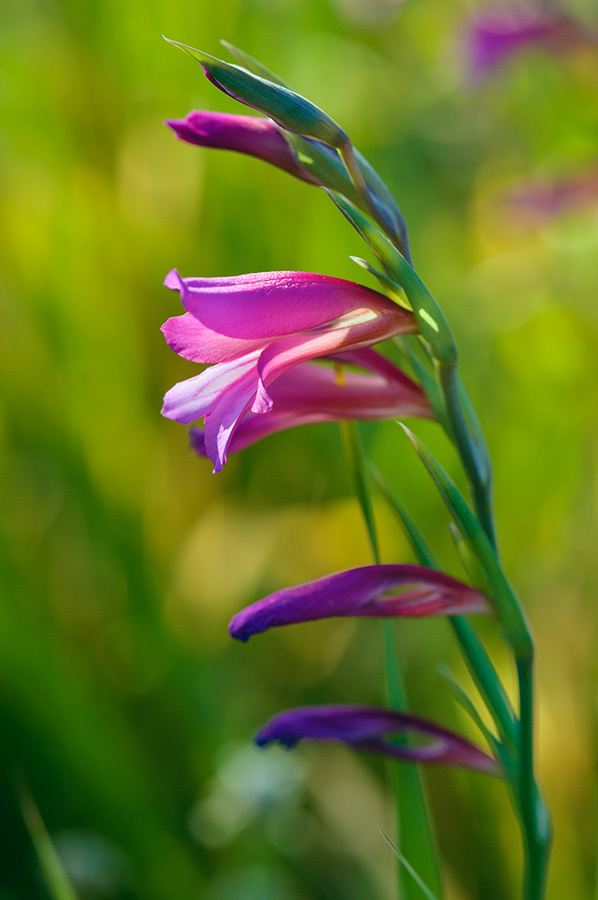 Gladiolus_italicus_LP09M_78_Mallorca