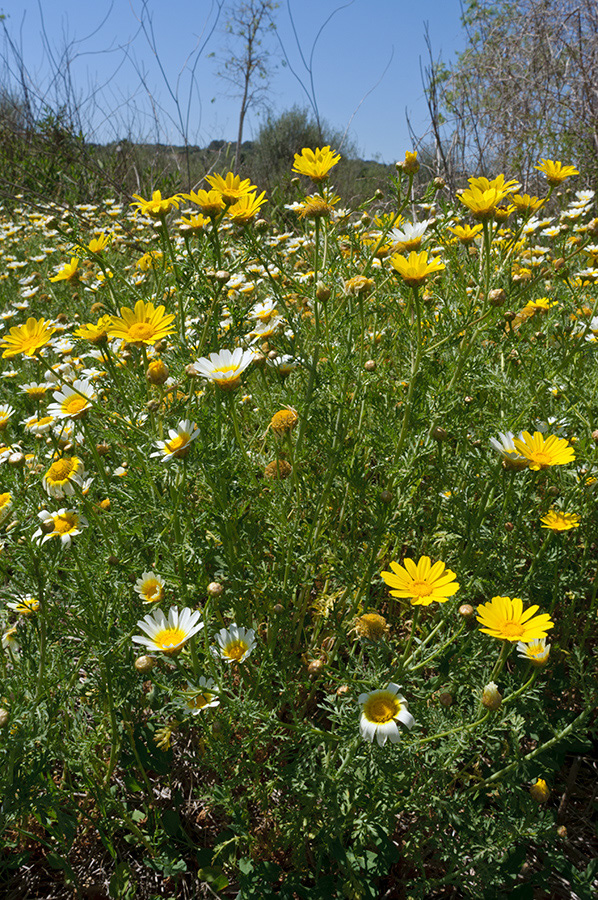 Glebionis_coronaria_LP09M_26_Mallorca