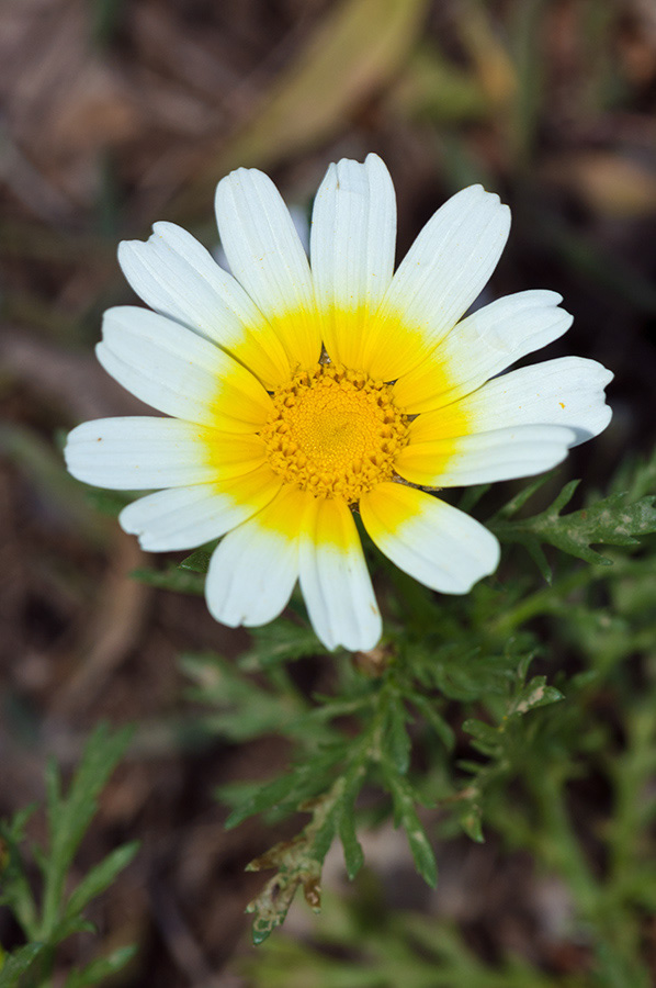 Glebionis_coronaria_LP09M_57_Mallorca