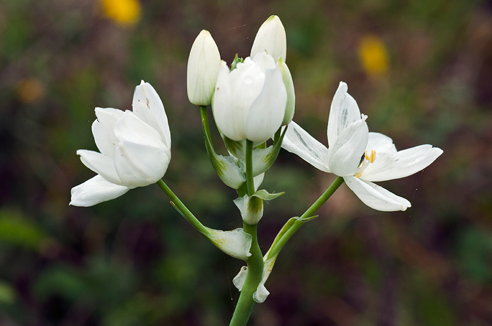 Ornithogalum_arabicum_LP13M_44_Mallorca