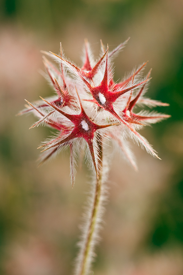 Trifolium_stellatum_LP10M_76_Mallorca