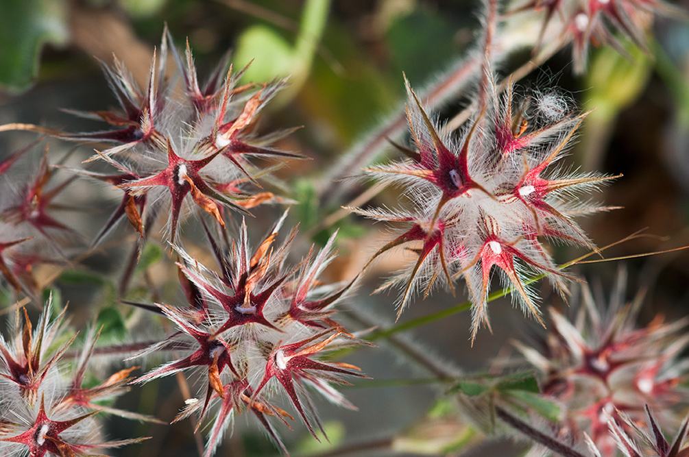 Trifolium_stellatum_LP10M_74_Mallorca