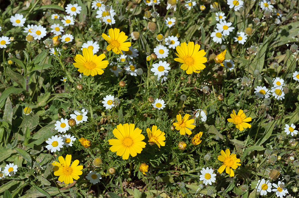 Glebionis_coronaria_LP09M_61_Mallorca