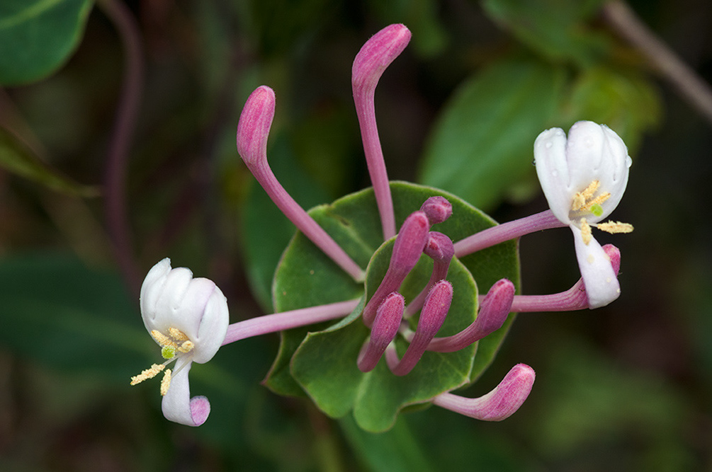 Lonicera_LP13M_47_Mallorca