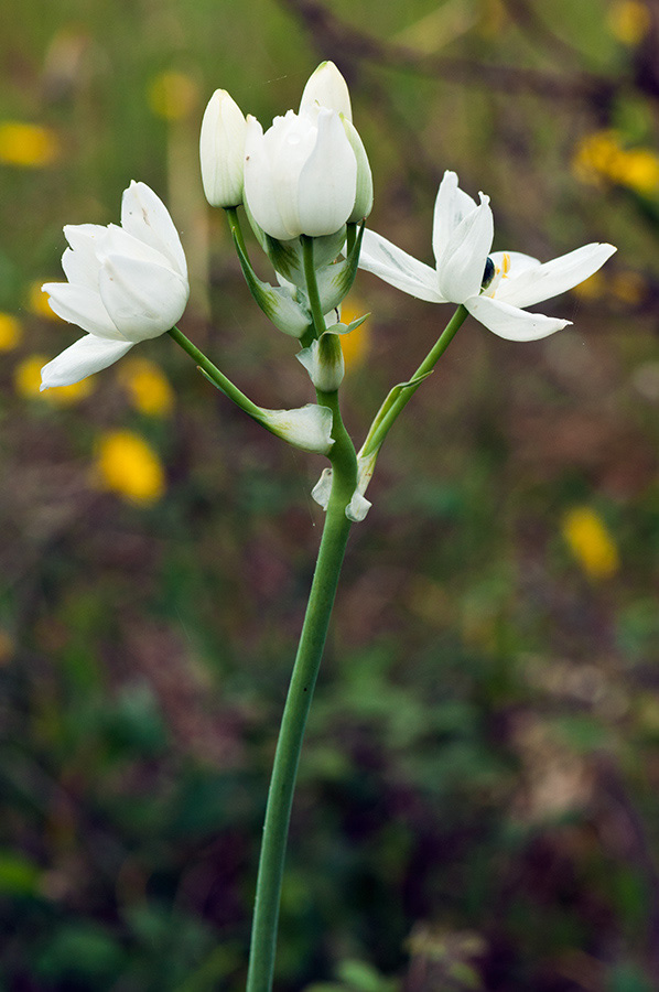 Ornithogalum_arabicum_LP13M_43_Mallorca