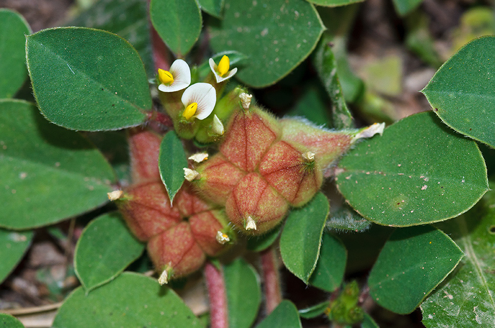 Tripodion_tetraphyllum_LP12M_31_Mallorca