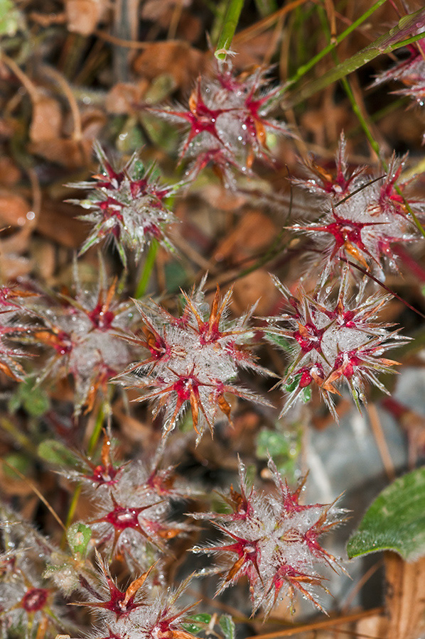 Trifolium_stellatum_LP13M_01_Mallorca