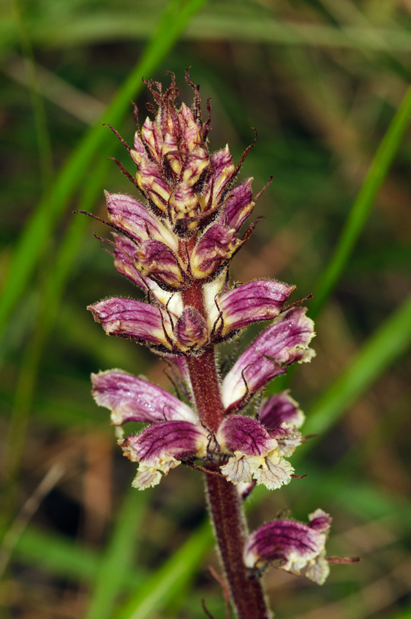 Orobanche_minor_LP13M_14_Mallorca