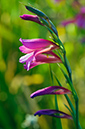 Gladiolus_italicus_LP09M_76_Mallorca