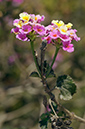 Lantana_camara_LP09M_67_Mallorca